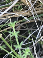 Galium gaudichaudii gaudichaudii