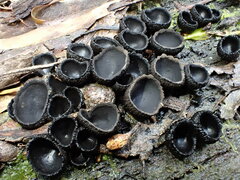 Plectania rhytidia