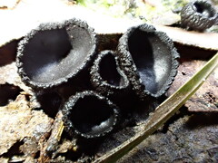 Plectania rhytidia