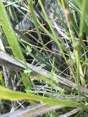 Galium gaudichaudii gaudichaudii