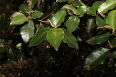Croton insularis