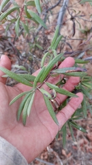 Ornithostaphylos oppositifolia
