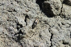Paracardiophorus