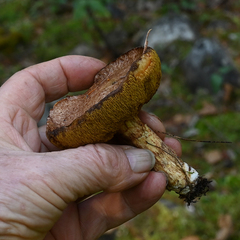 Suillus lakei