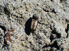 Paracardiophorus