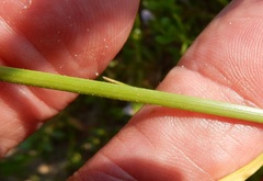 Cyperus surinamensis