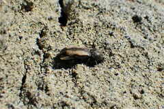 Paracardiophorus
