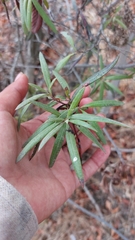 Ornithostaphylos oppositifolia