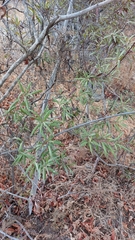 Ornithostaphylos oppositifolia