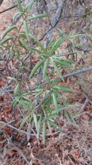 Ornithostaphylos oppositifolia