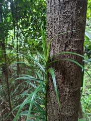 Freycinetia excelsa
