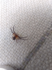 Pycnaxis