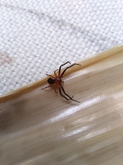 Pycnaxis