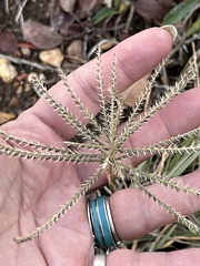 Chloris verticillata