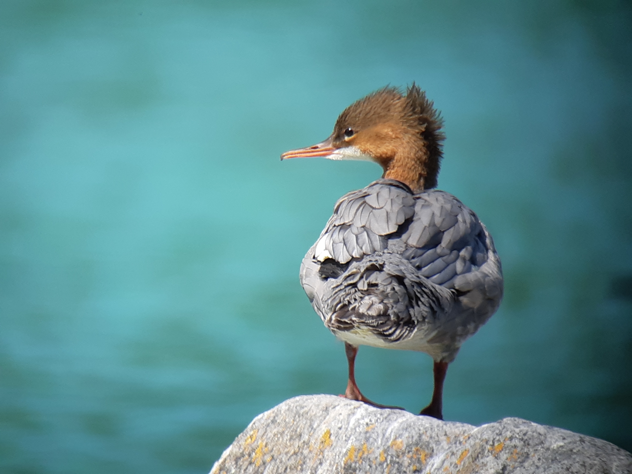 Common Merganser