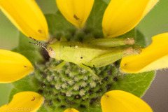 Paraidemona