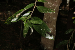 Alphitonia excelsa