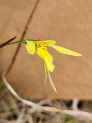 Diuris chryseopsis