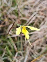 Diuris chryseopsis