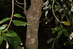 Alphitonia excelsa