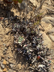 Dudleya caespitosa