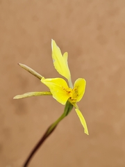 Diuris chryseopsis