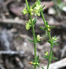 Galium gaudichaudii
