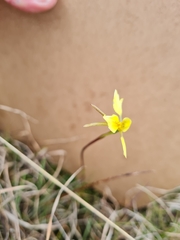 Diuris chryseopsis