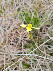 Diuris chryseopsis