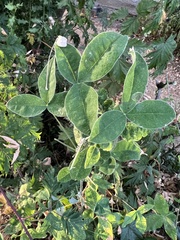 Leucoptera laburnella