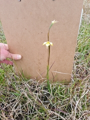 Diuris chryseopsis