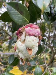 Exobasidium camelliae