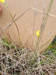 Diuris chryseopsis