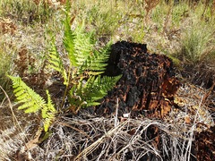 Dryopteris arguta