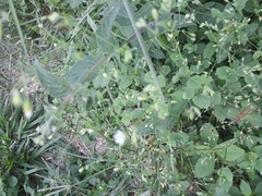 Stellaria cuspidata
