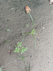Fimbristylis vahlii
