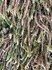 Racomitrium aciculare