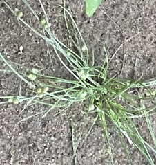 Fimbristylis vahlii