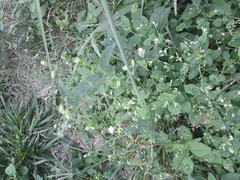 Stellaria cuspidata
