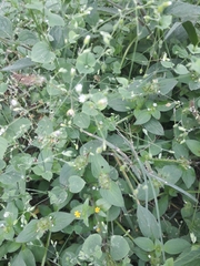 Stellaria cuspidata