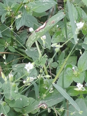 Stellaria cuspidata