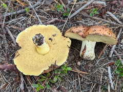 Suillus brevipes