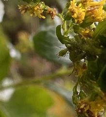 Macrosiphum euphorbiae