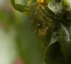 Macrosiphum euphorbiae