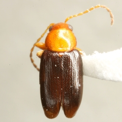 Dysphenges penrosei