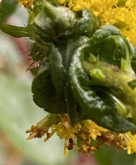 Macrosiphum euphorbiae