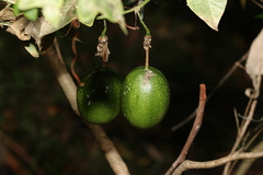 Passiflora herbertiana