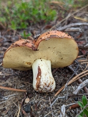 Suillus brevipes