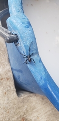 Latrodectus hesperus