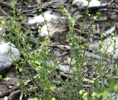 Galium gaudichaudii